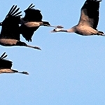 Passage de Grues